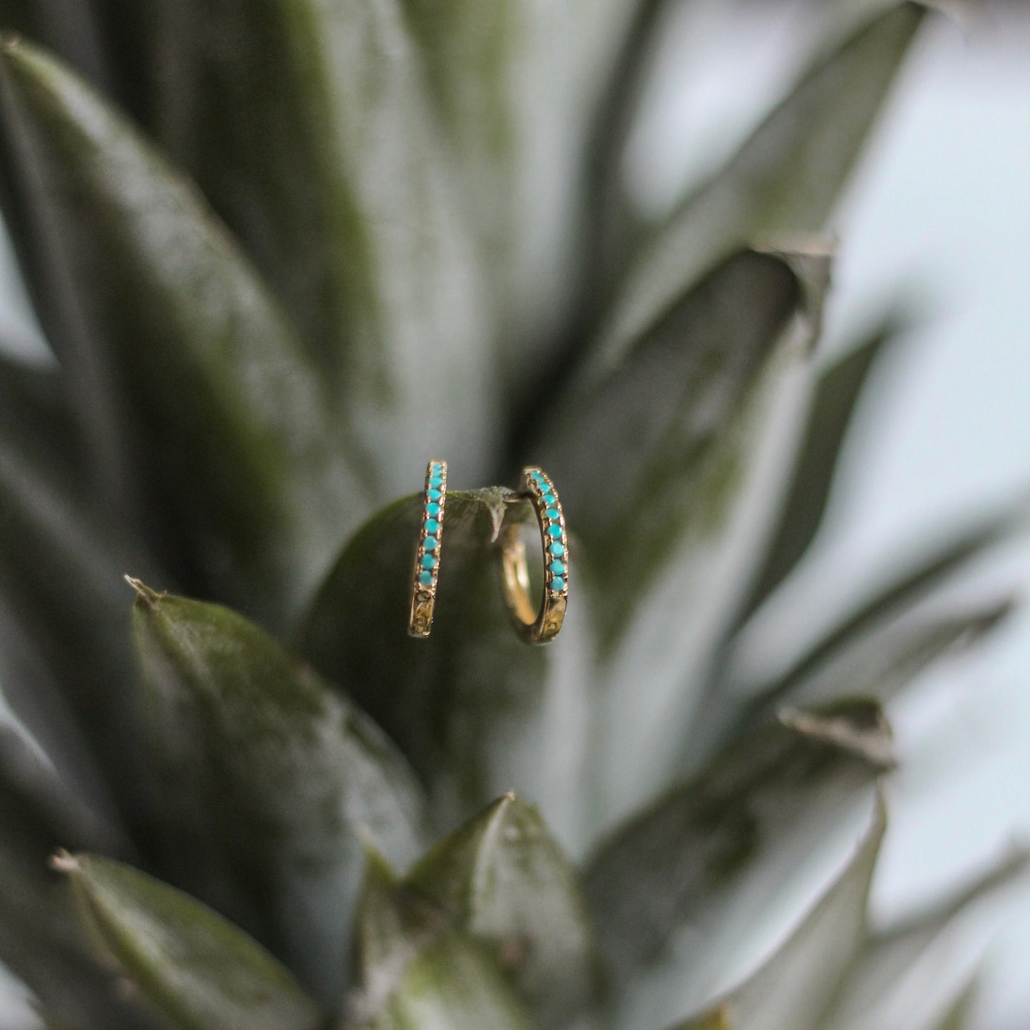 Lagoon hoops