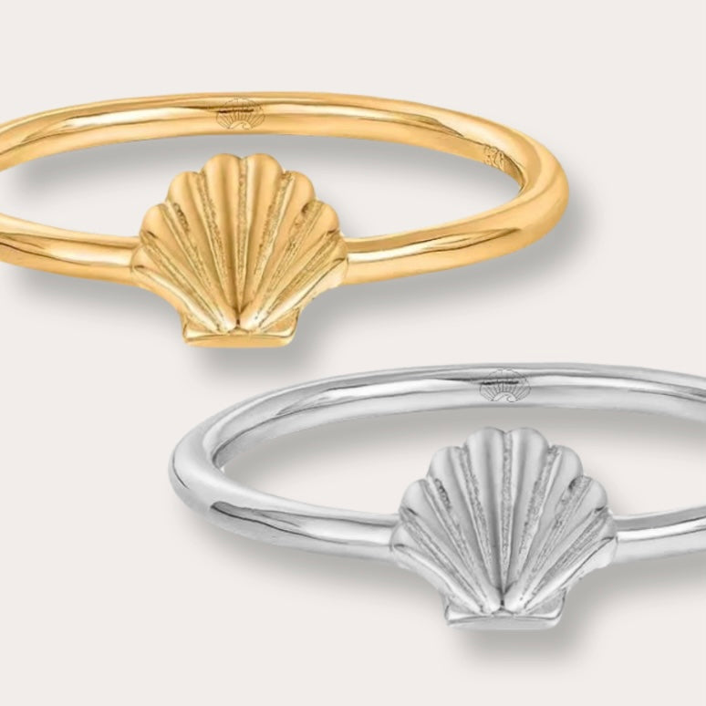 Seashell - Acier inoxydable